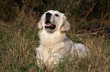 GOLDEN RETRIEVER 851